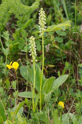 <i class='fa fa-user'></i>&nbsp;Michiel Janssen&nbsp;|  Witte Muggenorchis&nbsp; <i class='fa fa-eye'>&nbsp;66</i> &nbsp; <i class='fa fa-comment-o'>&nbsp;2</i>