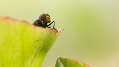 Met deze warmte ga ik of 's morgensvroeg wat op pad of ik ga wat in ons tuintje fotograferen. Gelukkig zijn er veel insecten en vlinders.