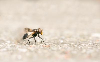 Dit insect liep over het paadje. Gestrekt gegaan om een paar foto's te nemen.
Diverse diafragma's uitgeprobeerd.