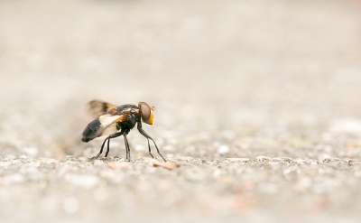 Dit insect liep over het paadje. Gestrekt gegaan om een paar foto's te nemen.
Diverse diafragma's uitgeprobeerd