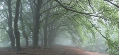 <i class='fa fa-user'></i>&nbsp;Mark van Veldhuizen&nbsp;|  Beukenlaan in de mist&nbsp; <i class='fa fa-eye'>&nbsp;145</i> &nbsp;<i class='fa fa-thumbs-up'>&nbsp;8</i> &nbsp; <i class='fa fa-comment-o'>&nbsp;7</i>