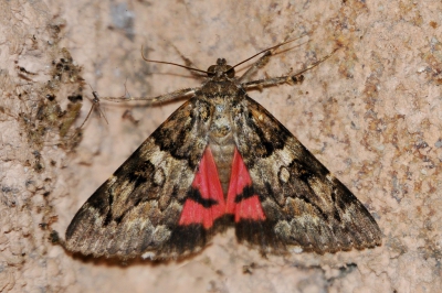 <i class='fa fa-user'></i>&nbsp;Gerard Visser&nbsp;|  Catocala coniuncta&nbsp; <i class='fa fa-eye'>&nbsp;118</i> &nbsp; <i class='fa fa-comment-o'>&nbsp;7</i>