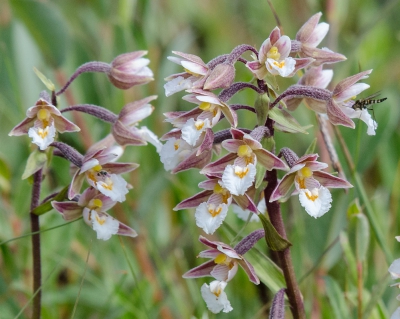 <i class='fa fa-user'></i>&nbsp;Eef Kieft&nbsp;|  Moeraswespenorchis&nbsp; <i class='fa fa-eye'>&nbsp;87</i> &nbsp; <i class='fa fa-comment-o'>&nbsp;1</i>