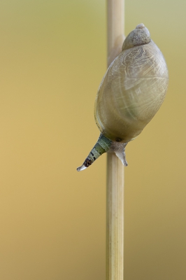 <i class='fa fa-user'></i>&nbsp;daan de vos&nbsp;|  Leucochloridium paradoxum&nbsp; <i class='fa fa-eye'>&nbsp;75</i> &nbsp;<i class='fa fa-thumbs-up'>&nbsp;1</i> &nbsp; <i class='fa fa-comment-o'>&nbsp;1</i>