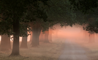 Het was in de vroege morgen heerlijk fris en mistig. Aan de rechterkant stonden de dames damhert wat te kijken. Helaas staken ze daar niet het pad over maar liepen ze met me mee. Af en toe stopte ik, dan stonden zij ook stil.