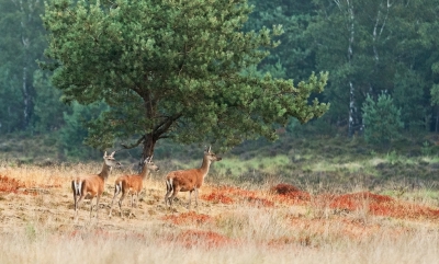 De bosbessenstruiken zien er rood uit. Geheel verbrand lijkt het. Ik heb slechts een paar struikjes in bloei gezien.
Het "rood wild" paste er goed bij. De dames zagen me fietsen en bleven even staan.