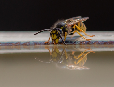 Genspireerd door de foto's van Johan van Gurp (met dank) zag ik bij mijn waterbak voor vogels iederkeer keer een wesp water drinken met wat tegenlicht en een mooie achtergrond was het wachten op een mooi moment (en natuurlijk veel geduld )en die kwam.