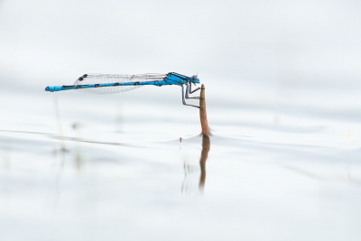 Deze juffer klampte zich goed vast aan het stukje wat net boven water stak; de wind stond fel op het laatste stukje water wat nog niet opgedroogd was. Ik was, liggend op de grond vlak voor het water in staat om deze foto te maken.