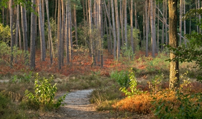 Vanmorgen op zoek gegaan naar de bloeiende hei. Helaas niet gevonden. Wel rode bosbessenstruiken. Met een vroeg morgenzonnetje ziet het er nog best mooi uit. Maar schijn bedriegt. Er zitten geen bessen meer aan voor de dieren die hier normaal van eten. Het was zelfs fris op de fiets...