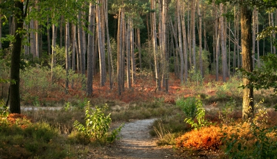 Vanmorgen op zoek gegaan naar de bloeiende hei. Helaas niet gevonden. Wel rode bosbessenstruiken. Met een vroeg morgenzonnetje ziet het er nog best mooi uit. Maar schijn bedriegt. Er zitten geen bessen meer aan voor de dieren die hier normaal van eten. Het was zelfs fris op de fiets...