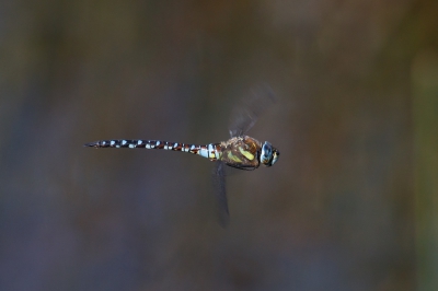 Een libelle patroeierend boven het ven hangt af en toe even stil in de lucht