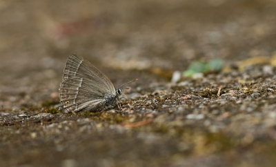 Vorige week had ik dit soort in eigen tuintje. Helaas gevlogen voordat ik mijn toestel kon pakken. Nu op bezoek in de buurt. Ineens zag ik een vlindertje in de tuin landen. Ik had mijn toestel bij me. Een tussenring geleend. En  toen op de knietjes. Het was al een redelijk afgevlogen exemplaar. Geen heftige kleuren meer en gelukkig ook niet zo opvliegerig.