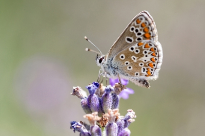 <i class='fa fa-user'></i>&nbsp;Pentaxfriend&nbsp;|  Bruin Blauwtje&nbsp; <i class='fa fa-eye'>&nbsp;78</i> &nbsp;<i class='fa fa-thumbs-up'>&nbsp;1</i> &nbsp; <i class='fa fa-comment-o'>&nbsp;2</i>