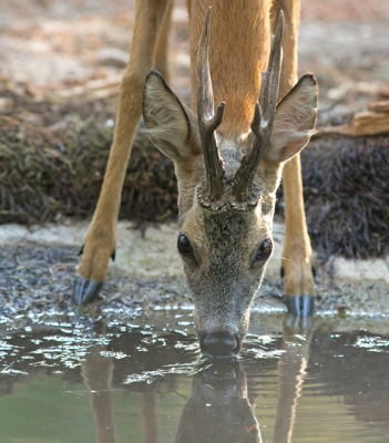 Het is heel bijzonder dat op klaarlichte dag dit reebokje kwam drinken. Ademloos toegekeken. Gezien hoe het ree vanuit het bos heel voorzichtig het vijvertje naderde.
En er goed de tijd voor nam om lekker te drinken.