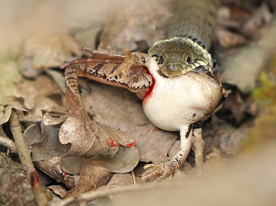 Soms is de natuur wreed...

We liepen midden op de dag (veel te fel licht voor foto's) op een paadje richting een vogelkijkhut. Deze bleek bij aankomst gesloten ivm een wespennest... balen! Op de terugweg hoorden we opeens rechts van ons geritsel. Ik zie een kikker op  hoge snelheid door de bosjes springen... vervolgens geen beweging meer. Ik was vrij zeker dat ik een slang achter de kikker aan had zien gaan, maar door de dichte takkenbende zagen we niks meer. Even bij blijven staan en al bijna waren we weer doorgelopen totdat ik een klein stukje slang zag liggen tussen de takken. Vervolgens zag ik ook dat deze de kikker te pakken had. Eerst met de telelens wat bewijsplaatjes gemaakt op manual focus, wat overigens totaal niet ging, vervolgens de macrolens van mn pa er op gezet (hij liep zelf op krukken dus kwam het greppeltje onmogelijk over) en dichterbij geslopen. Ik vond uiteindelijk dit doorkijkje tussen twee takken door (waas in de hoeken) behoorlijk wat adrenaline gierde door mn lichaam... het was een heftig beeld, zeker met het bloedspoor op de bladeren. De kikker leefde hier ook nog. Maar goed, dat hoort er bij en ik ben blij dat ik het vast heb kunnen leggen!

Groeten, Thijs