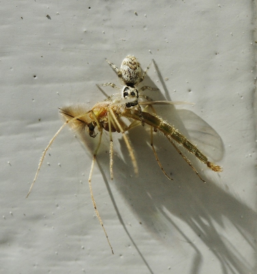 <i class='fa fa-user'></i>&nbsp;Fons Hoiting&nbsp;|  Zebraspin&nbsp; <i class='fa fa-eye'>&nbsp;107</i> &nbsp; <i class='fa fa-comment-o'>&nbsp;2</i>