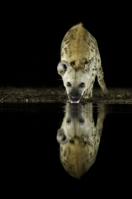 <i class='fa fa-user'></i>&nbsp;Andius&nbsp;|  Gevlekte Hyena&nbsp; <i class='fa fa-eye'>&nbsp;167</i> &nbsp;<i class='fa fa-thumbs-up'>&nbsp;4</i> &nbsp; <i class='fa fa-comment-o'>&nbsp;6</i>