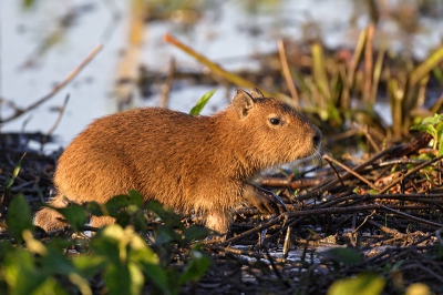 <i class='fa fa-user'></i> VanderGreef | Capibara  <i class='fa fa-eye'> 173</i>  <i class='fa fa-thumbs-up'> 2</i>   <i class='fa fa-comment-o'> 6</i>