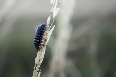 In een grasveldje hoog in het gras. Hoewel nog kort voor zonsopgang volgens mij toch een wat ongebruikelijk plekje voor deze vochtliefhebber. Gras was ondanks de droogte evengoed wel bedauwd.