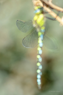 In de tuin, hangend in de struiken, heb ik deze glazenmaker (libel) rustig benaderd, hierna scherp gesteld op de punten van de vleugels.