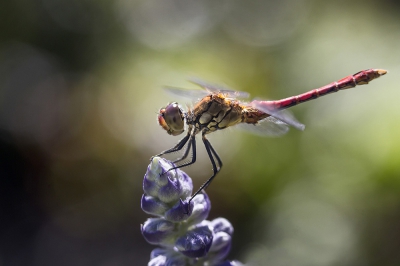 Deze libel bleef er even lekker voor zitten. De achtergrond is ontstaan door de lichtval via een boom.