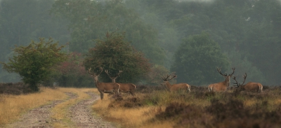 Gisterenavond wilde ik herten in de regen fotograferen. Maar helaas toen het regende zag ik geen hert. Toen het droog werd had ik deze fraaie ontmoetingen. De damp van de regen zie je nog wel. Toen ik weer terug liep heb ik het niet helemaal droog gehouden.