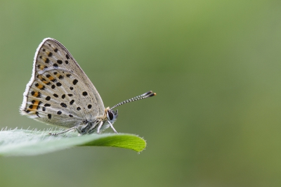 We hebben onze vakantie doorgebracht in Roumont in Belgi. we hadden daar een huis gehuurd dat een onderdeel was van een kasteelboerderij met een groot landgoed er omheen. dar kon je naar hartenlust wandelen. Naast de vele Icarusblauwtjes die daar zaten, zag ik tot mijn verrassing ook deze Bruine vuurvlinder. voor mij een nieuwe soort. Deze vlinder had zijn rustplaats gekozen op een Rode Klaver.