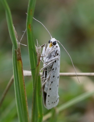 <i class='fa fa-user'></i>&nbsp;Ren�e de Kleijn&nbsp;|  Stippelmot sp.&nbsp; <i class='fa fa-eye'>&nbsp;66</i> &nbsp; <i class='fa fa-comment-o'>&nbsp;1</i>