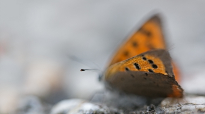 Een afgevlogen kleine vuurvlinder landde in de tuin. Het was een gewillig model om wat met onscherpte te spelen. Scherp gesteld  op 1 voelspriet.