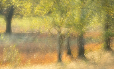 Nature picture: 5.  / Droogteimpressie
