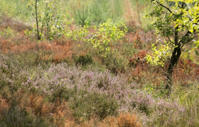 Op zoek naar wat bloeiende heide kon ik wat kleine plukjes vinden. Mij viel hier de diversiteit aan kleuren op.