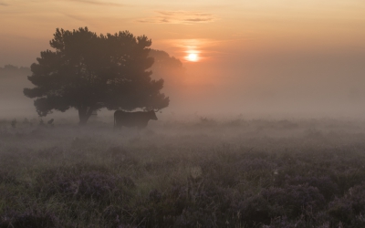 <i class='fa fa-user'></i>&nbsp;Mark van Veldhuizen&nbsp;|  Sayaguesa-rund bij zonsopgang&nbsp; <i class='fa fa-eye'>&nbsp;117</i> &nbsp;<i class='fa fa-thumbs-up'>&nbsp;5</i> &nbsp; <i class='fa fa-comment-o'>&nbsp;9</i>