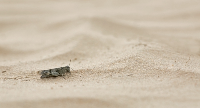 In de vlucht zie je een mooie blauwe gloed. Deze landde in het hete zand.
Tijgerend erop af gegaan.