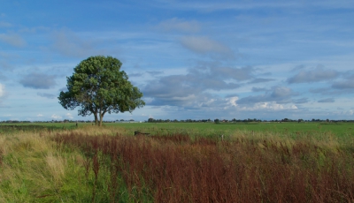 <i class='fa fa-user'></i>&nbsp;Hans Smink&nbsp;|  Solitaire boom in het landschap&nbsp; <i class='fa fa-eye'>&nbsp;95</i> &nbsp; <i class='fa fa-comment-o'>&nbsp;5</i>