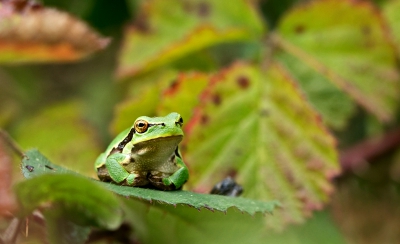 Als je eenmaal een paar kikkertjes gevonden hebt zie je er steeds meer. Meestal zitten ze 's morgens nog wat laag in de begroeiing. Als het zonnetje komt zoeken ze een beter plekje voor de fotograaf op. Het is dan wel zaak de bramentakken niet aan te raken want dan verstoor je ze. Ze kunnen zo wel uren op dezelfde plek zitten. Er waren er maar een paar die je goed van voren kon zien.






Engelse naam:

European Tree Frog