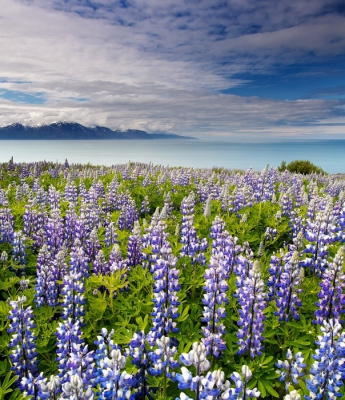 <i class='fa fa-user'></i>&nbsp;kiran&nbsp;|  Alaska-lupine&nbsp; <i class='fa fa-eye'>&nbsp;111</i> &nbsp;<i class='fa fa-thumbs-up'>&nbsp;3</i> &nbsp; <i class='fa fa-comment-o'>&nbsp;4</i>