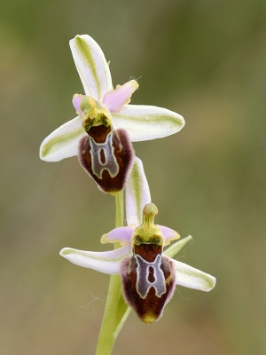 <i class='fa fa-user'></i>&nbsp;Mignon-Creative&nbsp;|  Ophrys splendida&nbsp; <i class='fa fa-eye'>&nbsp;103</i> &nbsp;<i class='fa fa-thumbs-up'>&nbsp;9</i> &nbsp; <i class='fa fa-comment-o'>&nbsp;7</i>