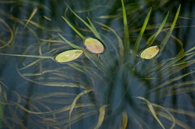 Ik had gehoopt de groene glazenmaker te vinden bij de krabbescheer. Helaas lieten de libellen en vlinders zich nauwelijks zien. Door het schone water kon je de krabbescheer ook onder water goed zien.