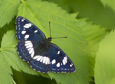 <i class='fa fa-user'></i>&nbsp;Mignon-Creative&nbsp;|  Blauwe IJsvogelvlinder&nbsp; <i class='fa fa-eye'>&nbsp;158</i> &nbsp;<i class='fa fa-thumbs-up'>&nbsp;13</i> &nbsp; <i class='fa fa-comment-o'>&nbsp;9</i>