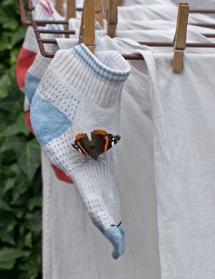 Beide hobby's verenigd. Tennis en de fotografie. De vlinders zoeken heerlijk warme plekjes op. Terwijl ik fotografeer landt er  ook nog eentje tussen het wasgoed.