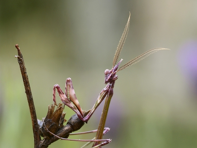 <i class='fa fa-user'></i>&nbsp;Mignon-Creative&nbsp;|  Empusa pennata&nbsp; <i class='fa fa-eye'>&nbsp;97</i> &nbsp;<i class='fa fa-thumbs-up'>&nbsp;2</i> &nbsp; <i class='fa fa-comment-o'>&nbsp;4</i>