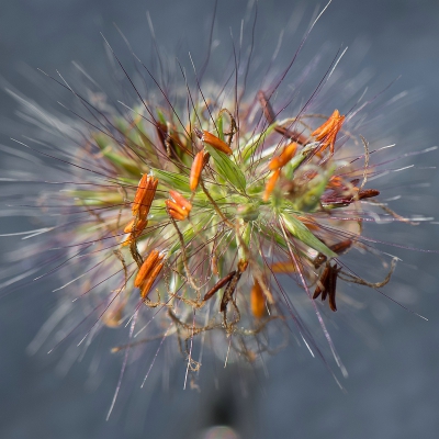 <i class='fa fa-user'></i>&nbsp;Bert Veerman&nbsp;|  Vuurwerk II&nbsp; <i class='fa fa-eye'>&nbsp;81</i> &nbsp; <i class='fa fa-comment-o'>&nbsp;2</i>