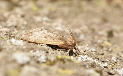 <i class='fa fa-user'></i>&nbsp;David Ruijs&nbsp;|  Plakker&nbsp; <i class='fa fa-eye'>&nbsp;55</i> &nbsp; <i class='fa fa-comment-o'>&nbsp;2</i>