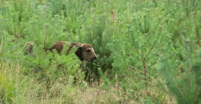 Eind juli is er een jong stiertje geboren. De kudde bestaat nu uit zes dieren.
Ik was benieuwd of ik die ook zou kunnen waarnemen. Dus meegegaan met een excursie. De begroeiing is vrij hoog.
Gelukkig kwam het kleintje vrij dichtbij even uit de begroeiing.De kudde stond dicht bij elkaar en vlak achter het afgerasterde gedeelte. Het is in de toekomst wel de bedoeling dat de rasters grotendeels zullen verdwijnen.