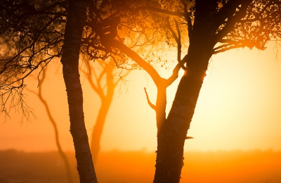 <i class='fa fa-user'></i>&nbsp;Jacob-Carl Pauw&nbsp;|  'Afrika' - Berken tijdens zonsopkomst&nbsp; <i class='fa fa-eye'>&nbsp;69</i> &nbsp; <i class='fa fa-comment-o'>&nbsp;0</i>