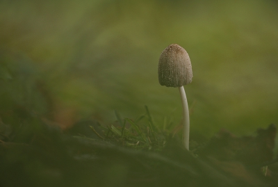 <i class='fa fa-user'></i>&nbsp;Pieter  LJ&nbsp;|  Coprinellus sp.&nbsp; <i class='fa fa-eye'>&nbsp;94</i> &nbsp;<i class='fa fa-thumbs-up'>&nbsp;1</i> &nbsp; <i class='fa fa-comment-o'>&nbsp;8</i>