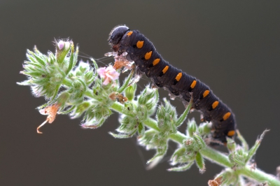 <i class='fa fa-user'></i>&nbsp;Kees van de Wege&nbsp;|  Tenthredo marginella&nbsp; <i class='fa fa-eye'>&nbsp;88</i> &nbsp; <i class='fa fa-comment-o'>&nbsp;5</i>
