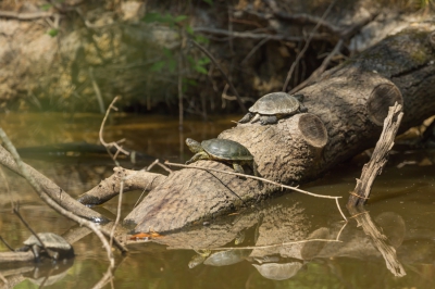 <i class='fa fa-user'></i>&nbsp;Leentje&nbsp;|  Europese moerasschildpad&nbsp; <i class='fa fa-eye'>&nbsp;106</i> &nbsp; <i class='fa fa-comment-o'>&nbsp;8</i>