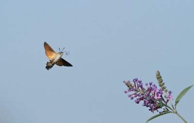Zo heel af en toe komt de kolibrievlinder de vlinderstruik bezoeken. Vanuit mijn ooghoek in de kamer zie ik hem nectar drinken. De camera ligt klaar en dan snel zijn. Er zijn wat grote insecten die momenteel de vlinders verjagen. Dus lang krijg ik de tijd niet.