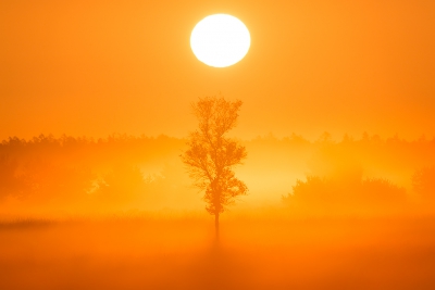<i class='fa fa-user'></i>&nbsp;Jacob-Carl Pauw&nbsp;|  Eenzame boom tijdens zonsopkomst&nbsp; <i class='fa fa-eye'>&nbsp;81</i> &nbsp;<i class='fa fa-thumbs-up'>&nbsp;2</i> &nbsp; <i class='fa fa-comment-o'>&nbsp;5</i>